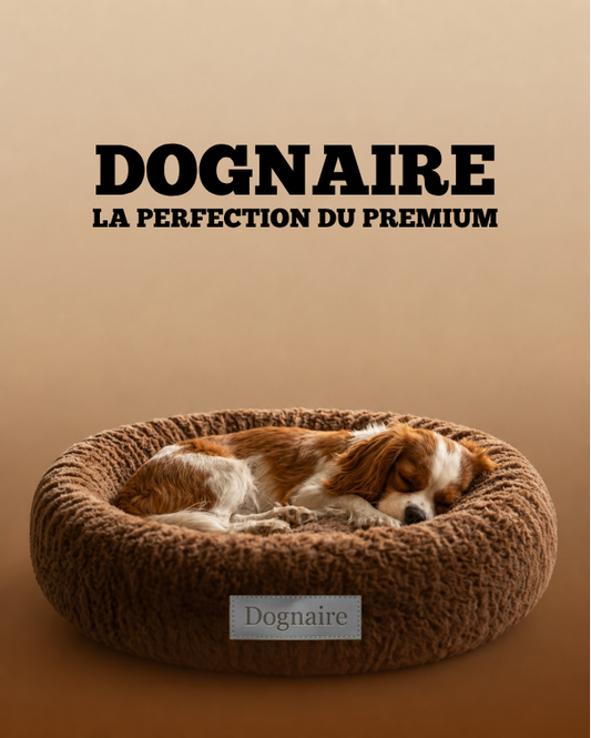 Le donut dognaire