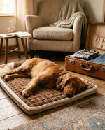 Le compagnon dognaire